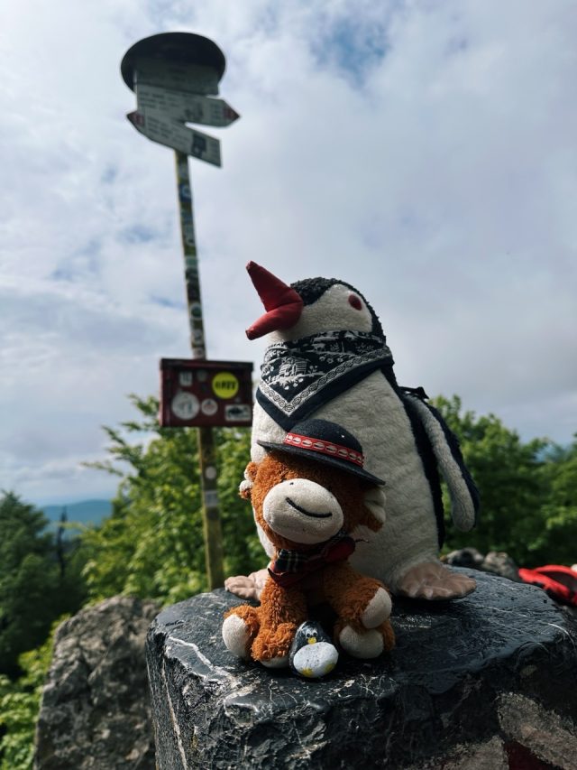 Hand-painted penguin stone #494 hidden at Tree, Little Carpathians, Slovakia (photo 4 of 5)