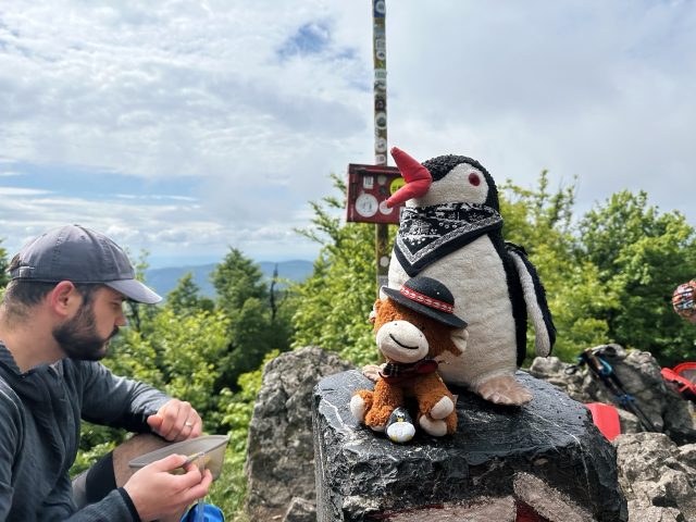 Hand-painted penguin stone #494 hidden at Tree, Little Carpathians, Slovakia (photo 5 of 5)