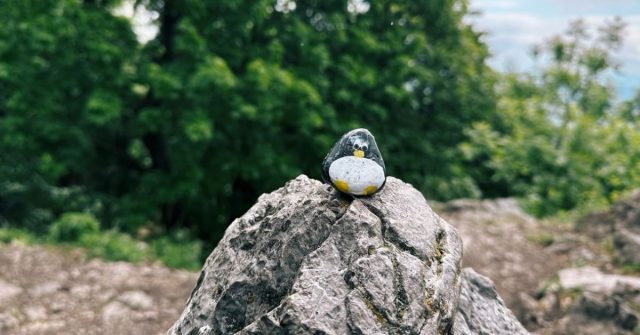 Hand-painted penguin stone #494 hidden at Tree, Little Carpathians, Slovakia