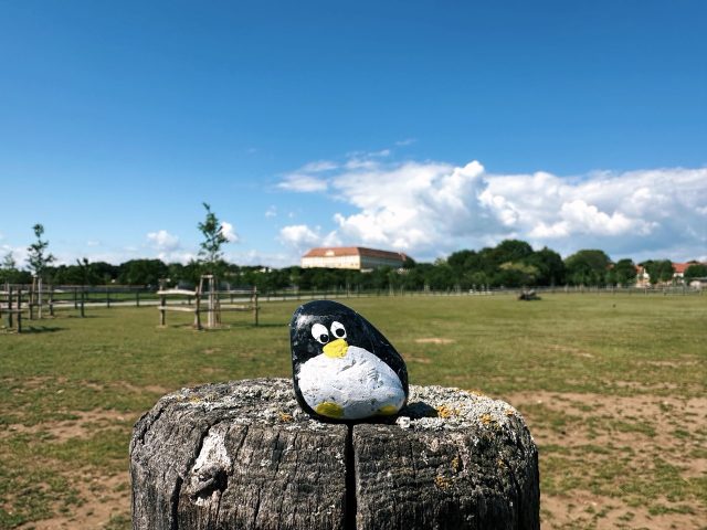 Hand-painted penguin stone #541 hidden at Schloss Hof, Marchfeld, Austria (photo 5 of 5)