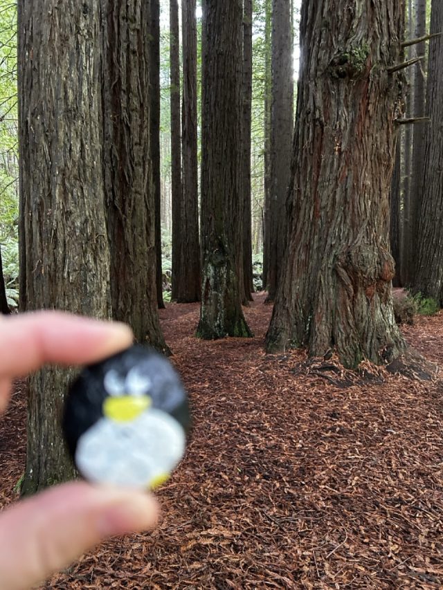 Hand-painted penguin stone #565 hidden at The Redwoods Otways, Victoria, Australia (photo 4 of 5)