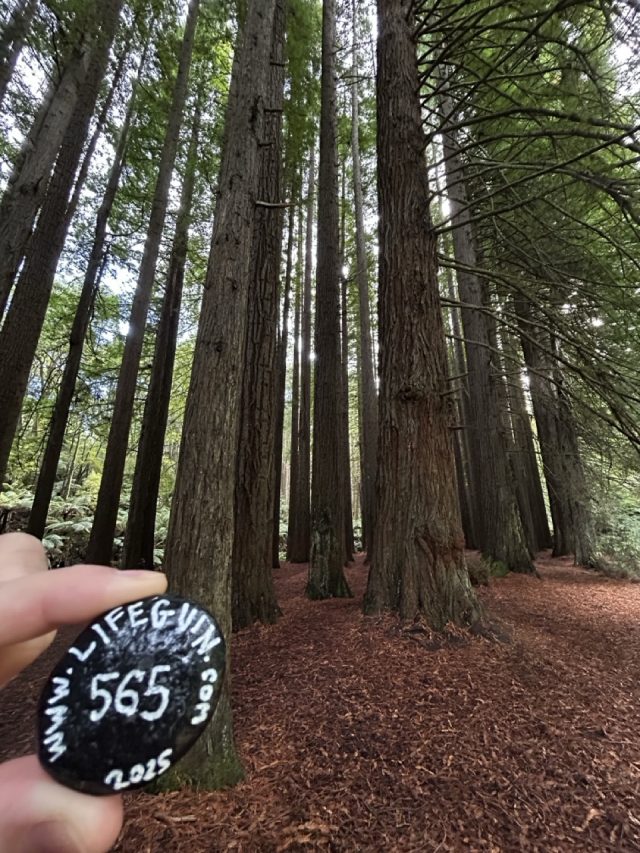 Hand-painted penguin stone #565 hidden at The Redwoods Otways, Victoria, Australia (photo 5 of 5)