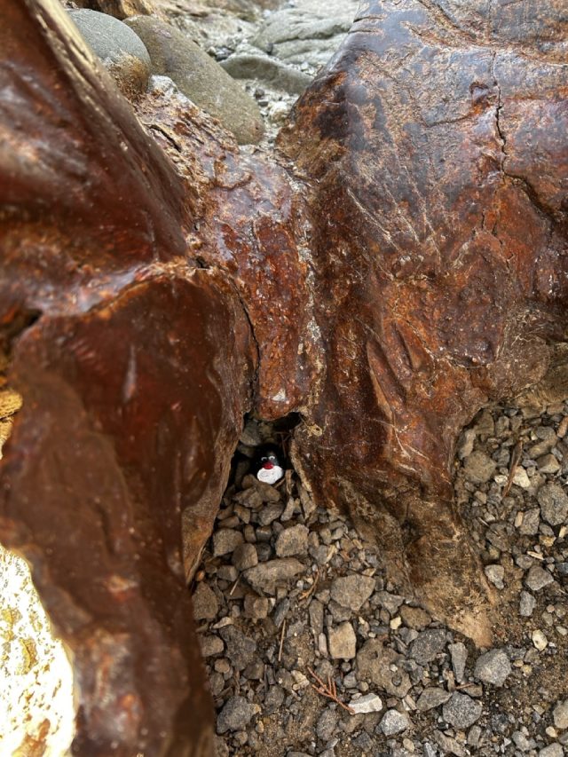Hand-painted penguin stone #583 hidden at Seals Statue, Apollo Bay, Australia (photo 5 of 5)