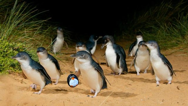 Hand-painted penguin stone #619 hidden at Phillip Island, Melbourne, Australia