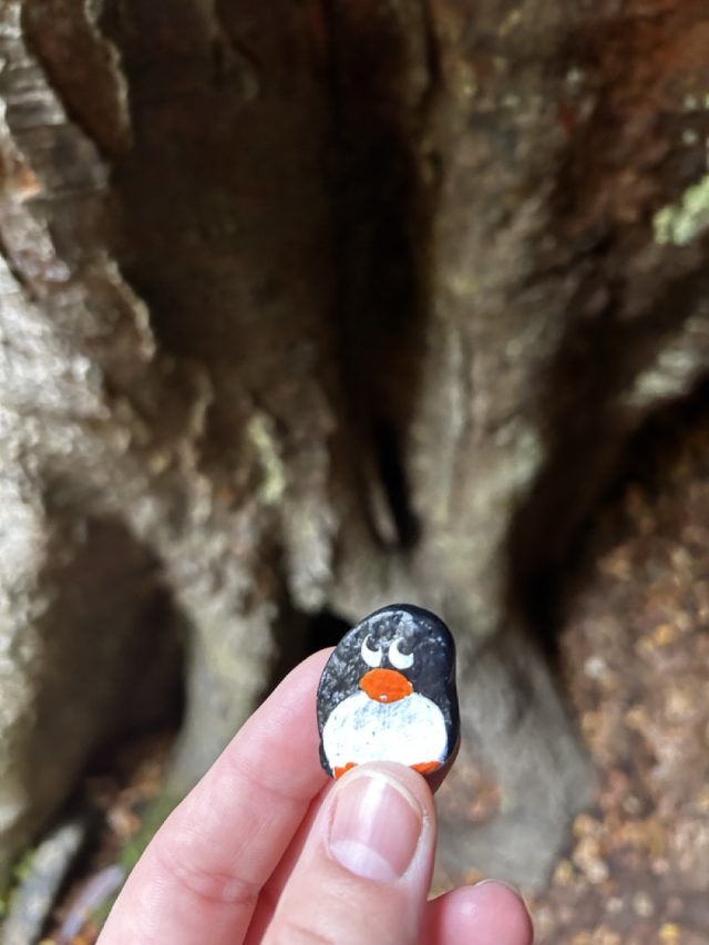 Hand-painted penguin stone #625 hidden at Maits Rest Rainforest Walk, Victoria, Australia (photo 2 of 5)