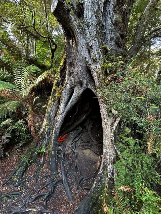 Hand-painted penguin stone #625 hidden at Maits Rest Rainforest Walk, Victoria, Australia (photo 5 of 5)