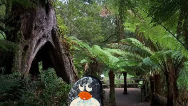 Ručne maľovaný tučniakový kameň č. 625 ukrytý na mieste Maits Rest Rainforest Walk, Victoria, Austrália