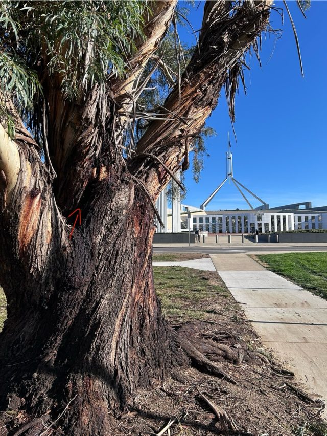 Hand-painted penguin stone #628 hidden at Parliament House, Canberra, Australia (photo 5 of 5)