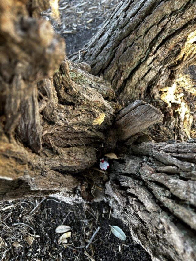 Hand-painted penguin stone #697 hidden at Great Ocean Road, Kennett River, Australia (photo 3 of 5)