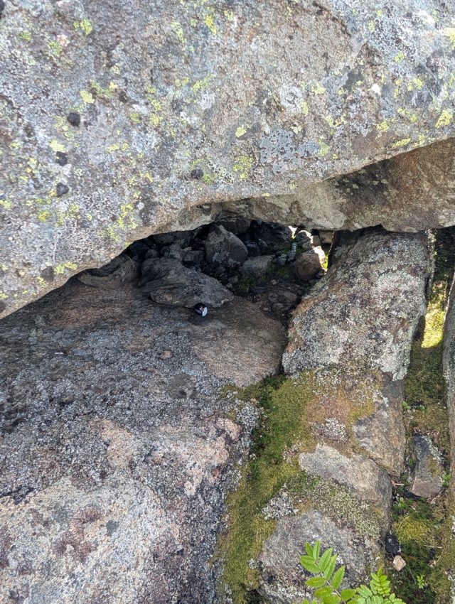 Hand-painted penguin stone #442 hidden at Festvagtind Trail, Heiavatnet, Norway (photo 5 of 5)
