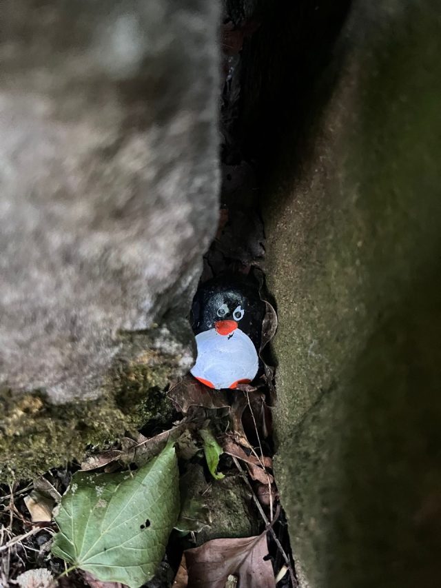 Hand-painted penguin stone #477 hidden at The Tombs, Coatbridge, United Kingdom (photo 2 of 5)