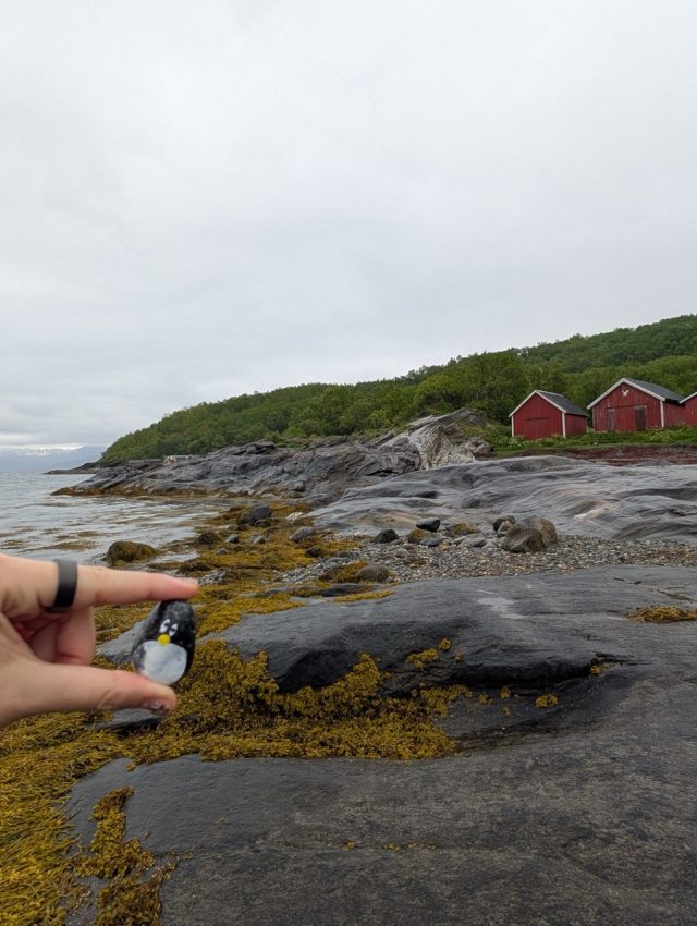 Hand-painted penguin stone #495 hidden at Framneslia, Narvik, Norway (photo 2 of 5)
