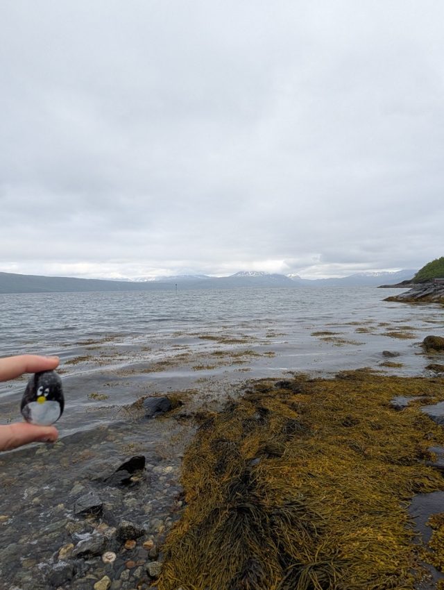Hand-painted penguin stone #495 hidden at Framneslia, Narvik, Norway (photo 3 of 5)