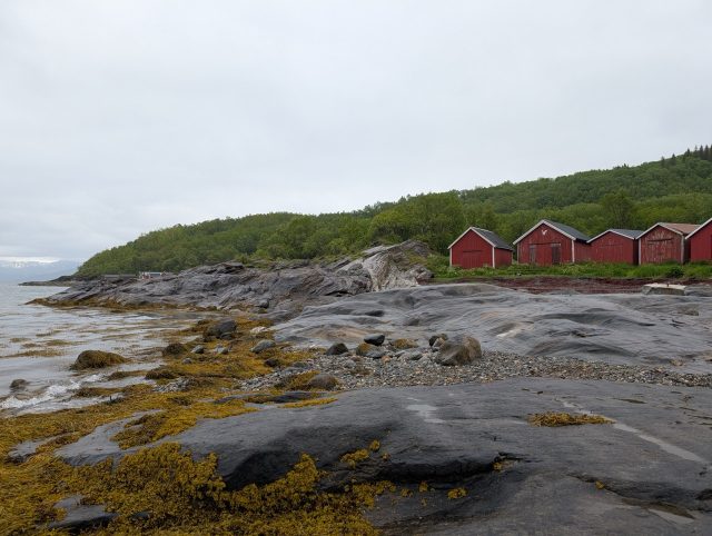 Hand-painted penguin stone #495 hidden at Framneslia, Narvik, Norway (photo 5 of 5)