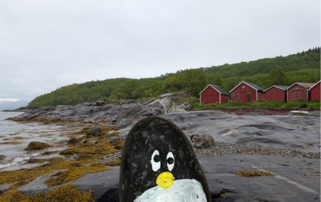 Hand-painted penguin stone #495 hidden at Framneslia, Narvik, Norway