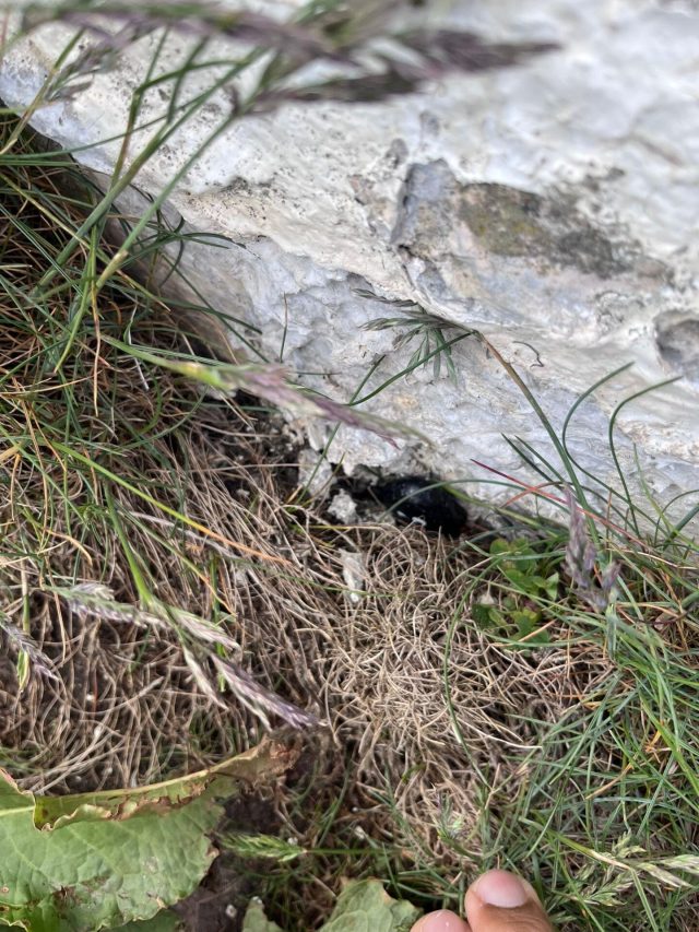 Hand-painted penguin stone #534 hidden at Girdle Ness Lighthouse, Aberdeen, United Kingdom (photo 2 of 4)