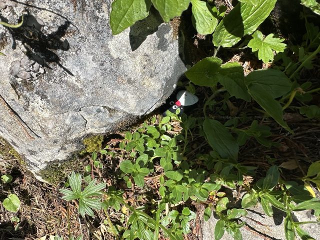 Hand-painted penguin stone #593 hidden at Steirersee Viewpoint, Tauplitzalm plateau, Austria (photo 4 of 5)