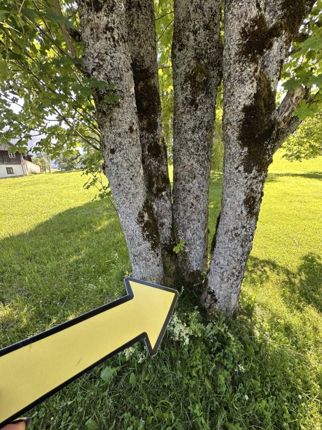Hand-painted penguin stone #621 hidden at Trees, Tauplitz, Austria (photo 2 of 5)