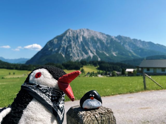 Hand-painted penguin stone #621 hidden at Trees, Tauplitz, Austria (photo 5 of 5)