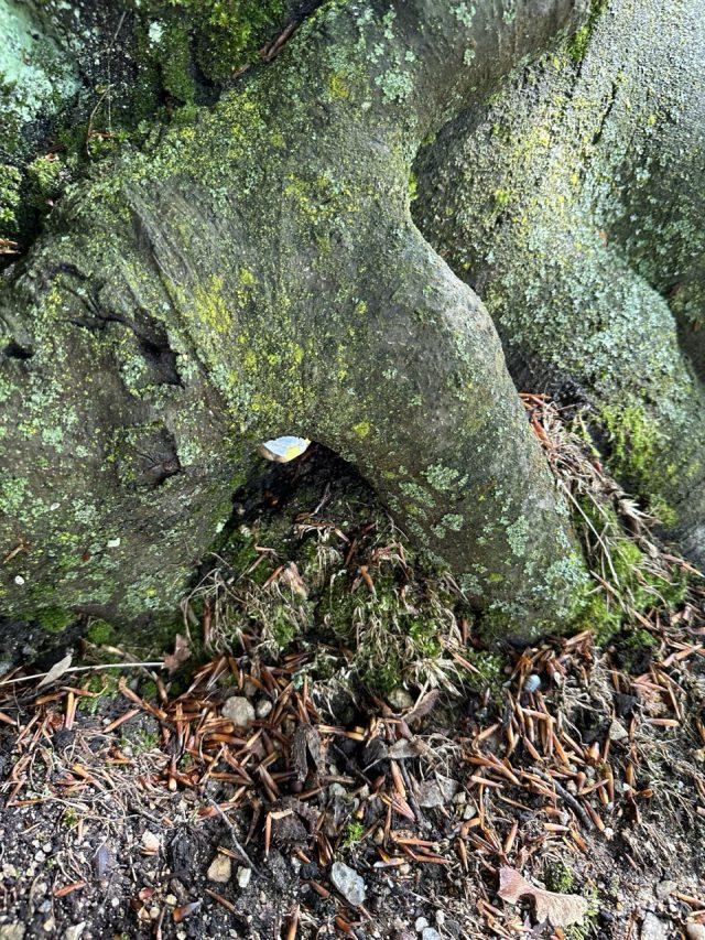 Hand-painted penguin stone #88 hidden at The State Chateau of Hluboka, Hluboka nad Vltavou, Czechia (photo 4 of 5)