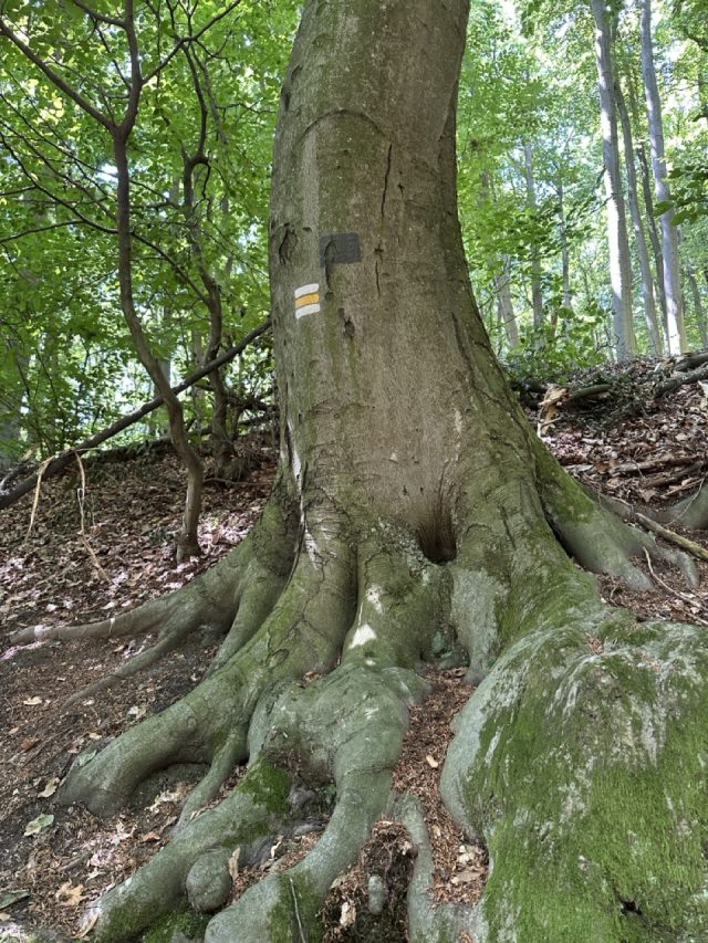 Ručne maľovaný tučniakový kameň č. 480 ukrytý na mieste Random Trees, Little Carpathians, Slovensko (fotka 3 z 5)