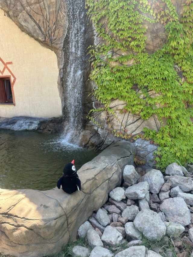 Hand-painted penguin stone #522 hidden at Gyor Zoo, Gyor, Hungary (photo 3 of 5)