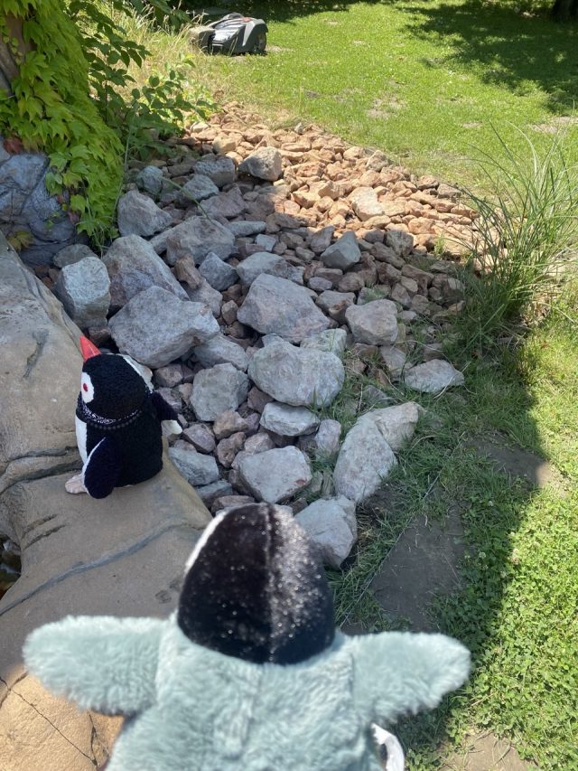 Hand-painted penguin stone #522 hidden at Gyor Zoo, Gyor, Hungary (photo 5 of 5)