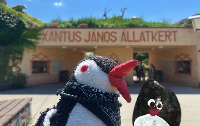 Hand-painted penguin stone #522 hidden at Gyor Zoo, Gyor, Hungary