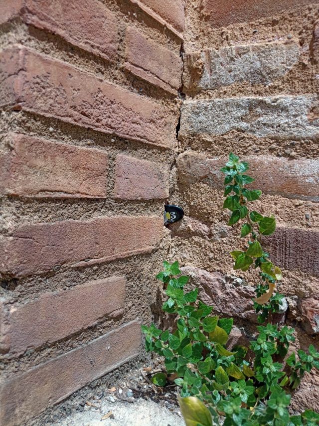Hand-painted penguin stone #590 hidden at Wall, Toulouse, France (photo 3 of 5)