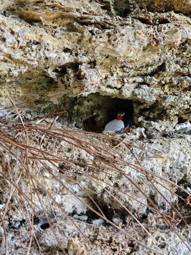 Hand-painted penguin stone #631 hidden at Lucanske Travertiny, Lucky, Slovakia (photo 5 of 5)