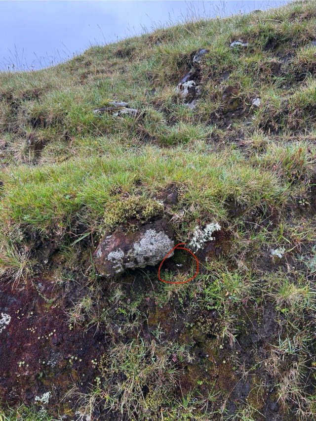 Hand-painted penguin stone #1031 hidden at Toftafossur, Vandfald, Faroe Islands (photo 3 of 5)
