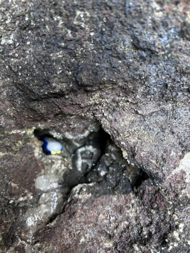 Hand-painted penguin stone #1050 hidden at Gorge Elduvik, Elduvik, Faroe Islands (photo 5 of 5)