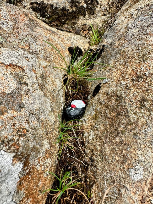Hand-painted penguin stone #430 hidden at Neist Point, Cliff Lighthouse Viewpoint, United Kingdom (photo 3 of 5)