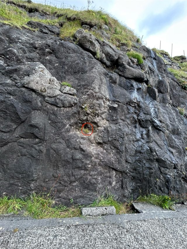Hand-painted penguin stone #488 hidden at Bakkagota, Tjornuvik, Faroe Islands (photo 4 of 5)