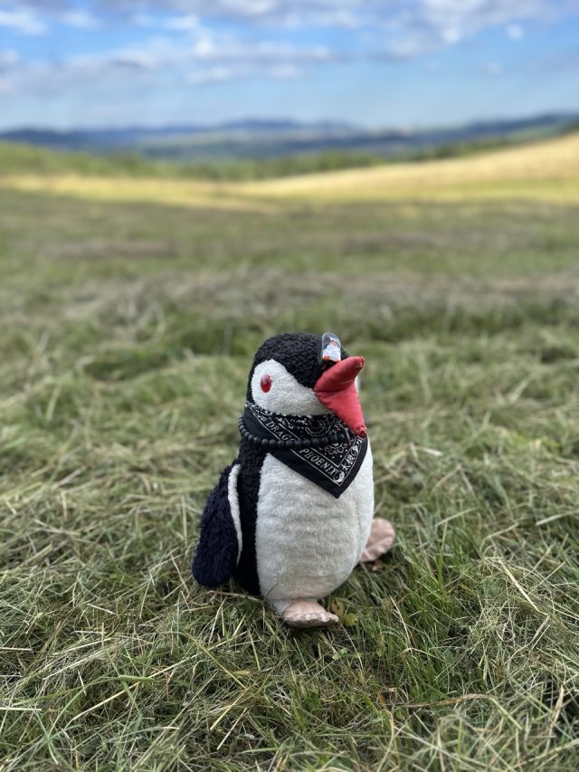 Hand-painted penguin stone #529 hidden at Deer Feeder, Chmelnica, Slovakia (photo 3 of 5)