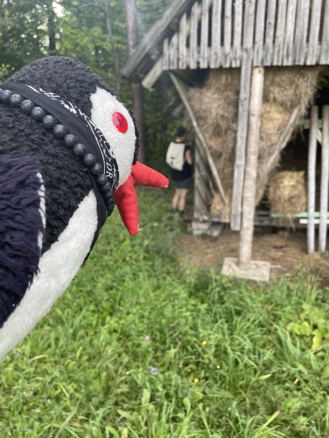 Hand-painted penguin stone #529 hidden at Deer Feeder, Chmelnica, Slovakia (photo 4 of 5)