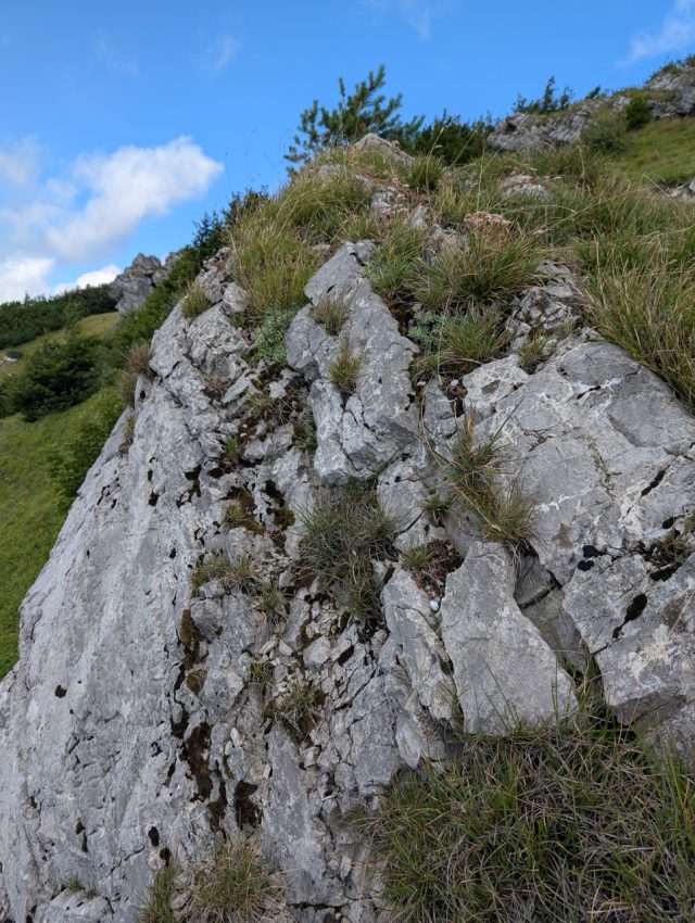 Hand-painted penguin stone #535 hidden at Tourist Route, Klak, Slovakia (photo 5 of 5)