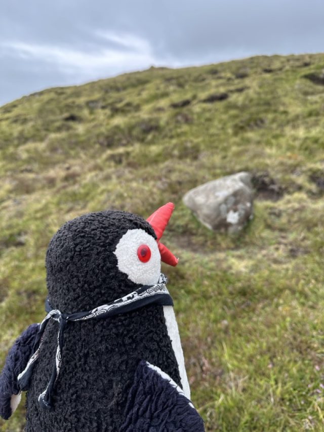 Hand-painted penguin stone #569 hidden at Random rock, Midvagur, Faroe Islands (photo 4 of 5)