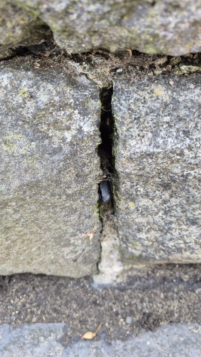 Hand-painted penguin stone #220 hidden at Carrickfergus Castle, Carrickfergus, United Kingdom (photo 4 of 5)