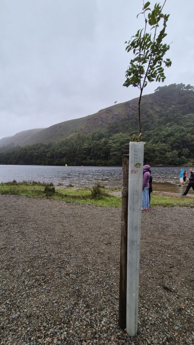 Hand-painted penguin stone #222 hidden at Glendalough, Knockfadda, Ireland (photo 3 of 5)