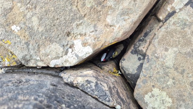 Hand-painted penguin stone #318 hidden at Giant's Causeway, County Antrim, United Kingdom (photo 3 of 5)