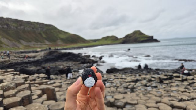 Hand-painted penguin stone #318 hidden at Giant's Causeway, County Antrim, United Kingdom (photo 5 of 5)
