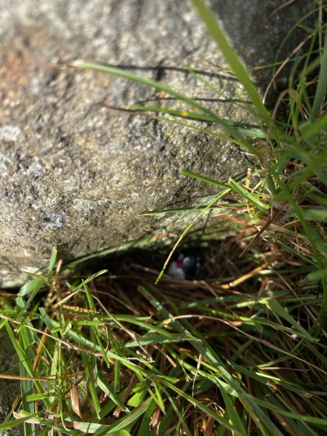 Ručne maľovaný tučniakový kameň č. 420 ukrytý na mieste Rock, Kirkjubøur, Faerské ostrovy (fotka 3 z 5)