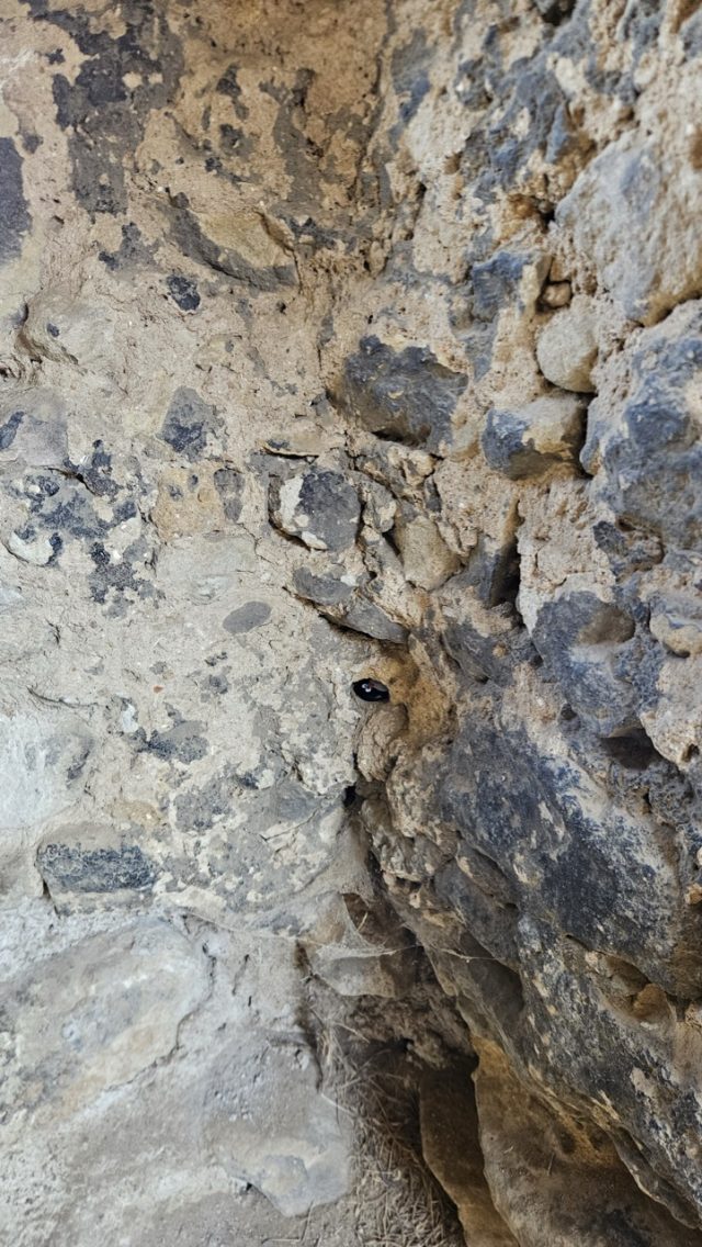 Hand-painted penguin stone #660 hidden at Castle ruins Zviretice, Bakov nad Jizerou, Czechia (photo 4 of 5)