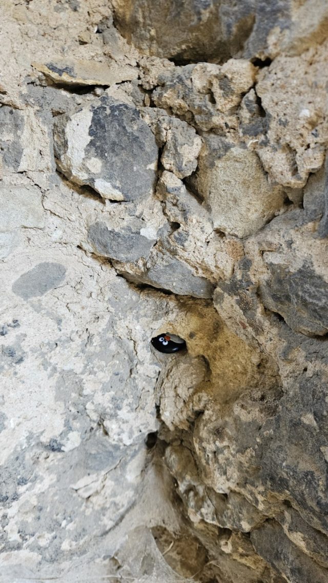 Hand-painted penguin stone #660 hidden at Castle ruins Zviretice, Bakov nad Jizerou, Czechia (photo 5 of 5)