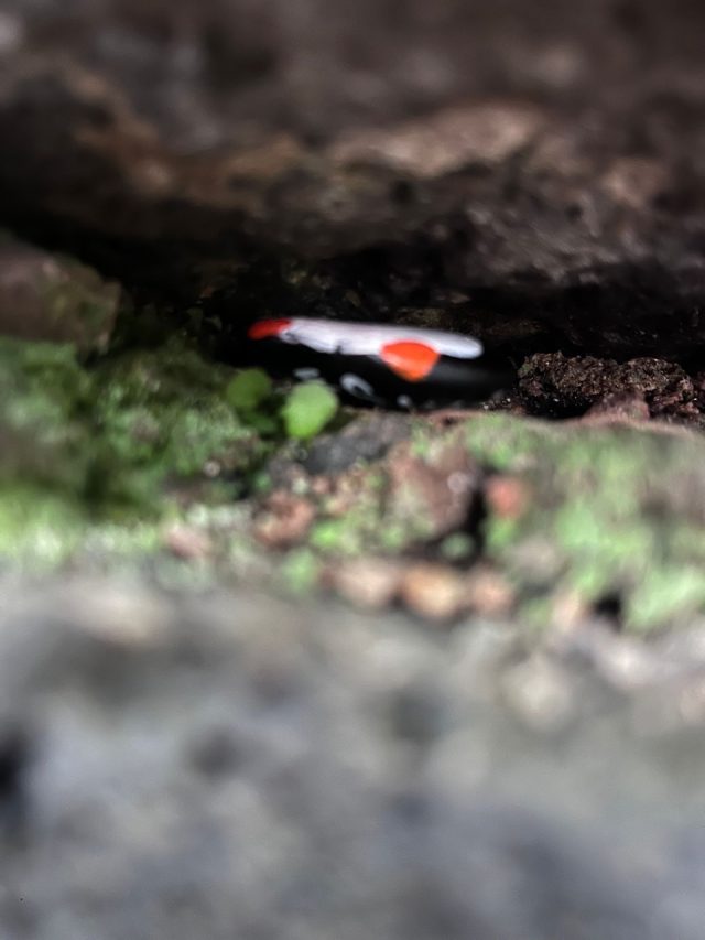 Ručne maľovaný tučniakový kameň č. 663 ukrytý na mieste Park Mlaka, Rijeka, Chorvátsko (fotka 4 z 5)
