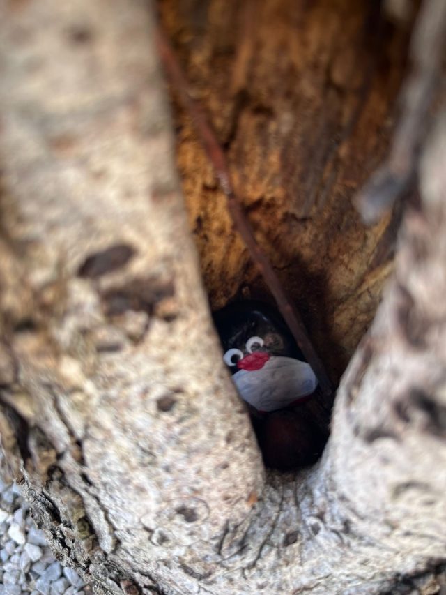 Hand-painted penguin stone #687 hidden at Fortica, Kastav, Croatia (photo 4 of 5)