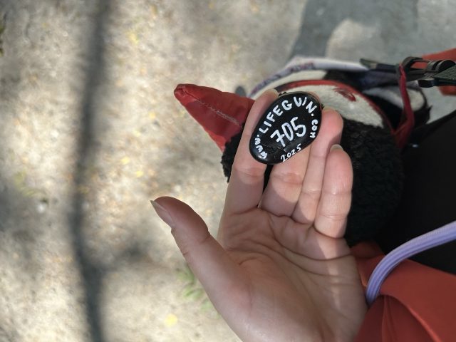 Hand-painted penguin stone #705 hidden at Castle Park, Pezinok, Slovakia (photo 3 of 5)