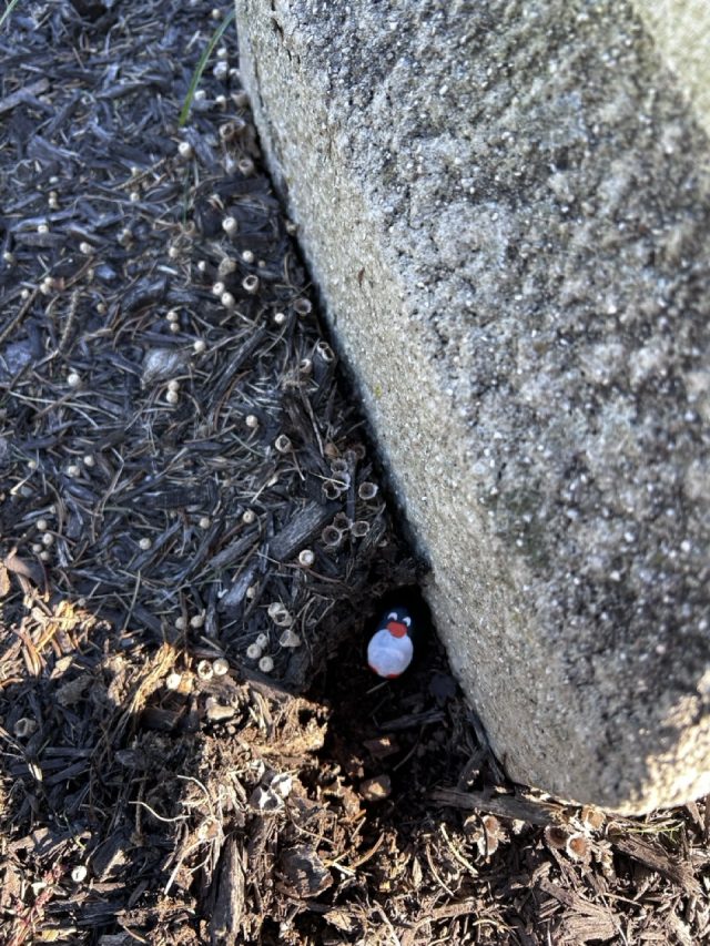 Hand-painted penguin stone #627 hidden at Stumptown Mennonite Church, Amish County, United States (photo 4 of 5)