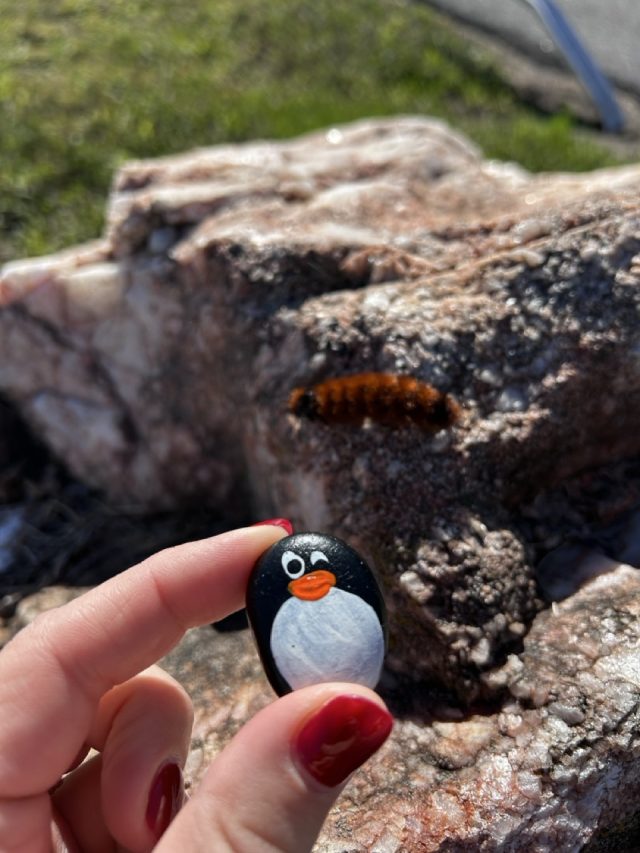 Hand-painted penguin stone #651 hidden at Bird in Hand Farm Supply, Amish county, United States (photo 5 of 5)